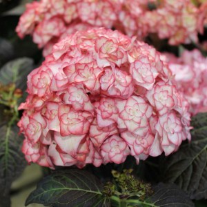 Hortensja ogrodowa (Hydrangea) Miss Saori c3 zdjęcie 3